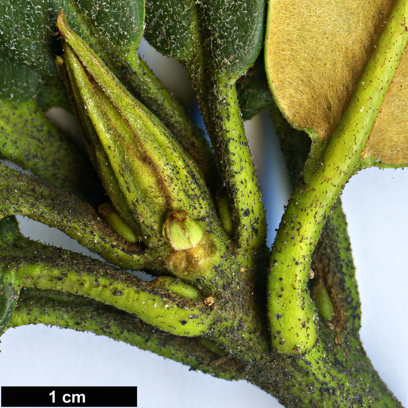 High resolution image: Family: Ericaceae - Genus: Rhododendron - Taxon: adenogynum - SpeciesSub: Adenogynum Group